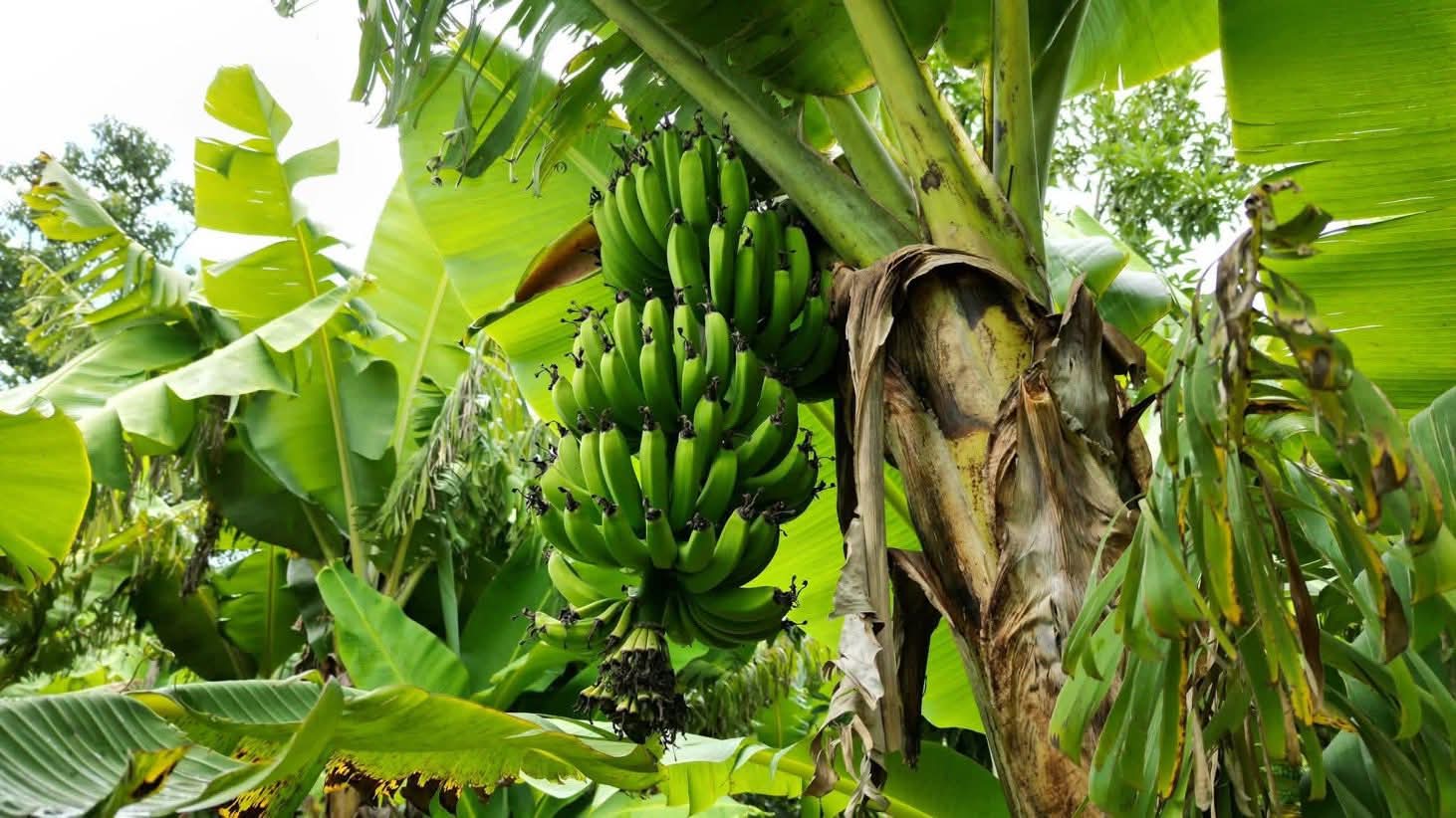 Banana Farm