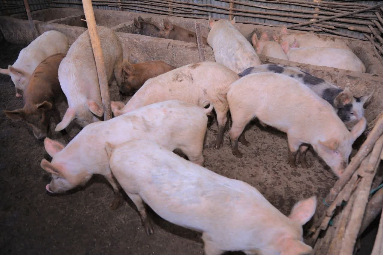 Pig Rearing